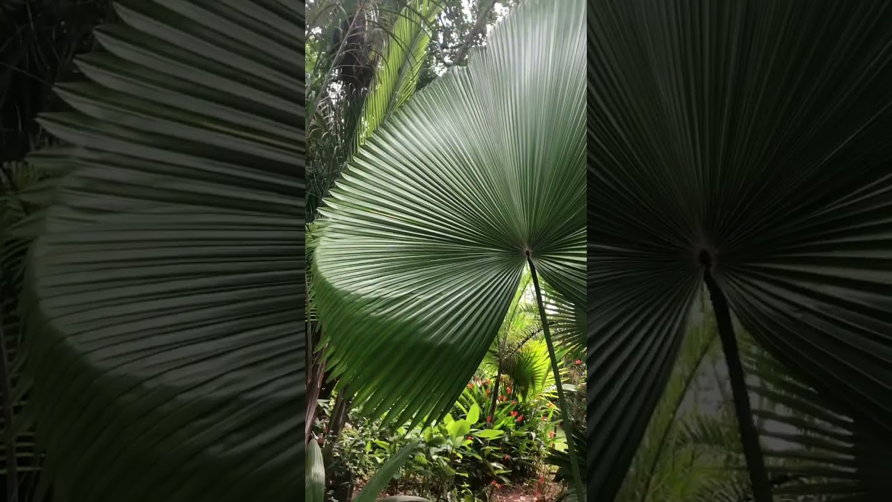 Finally our Licuala orbicularis has seeds,the birds are celebrating too.