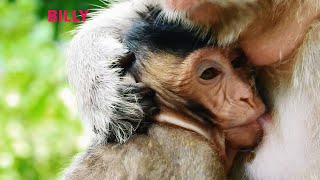 Good Job Mom Big Bertha Give Milk To Her Baby Bill Well & Till Full