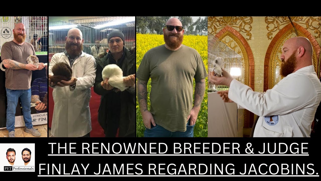 Finlay James Renowned Breeder & Judge of Jacobins Pigeon| by Pet Professionals