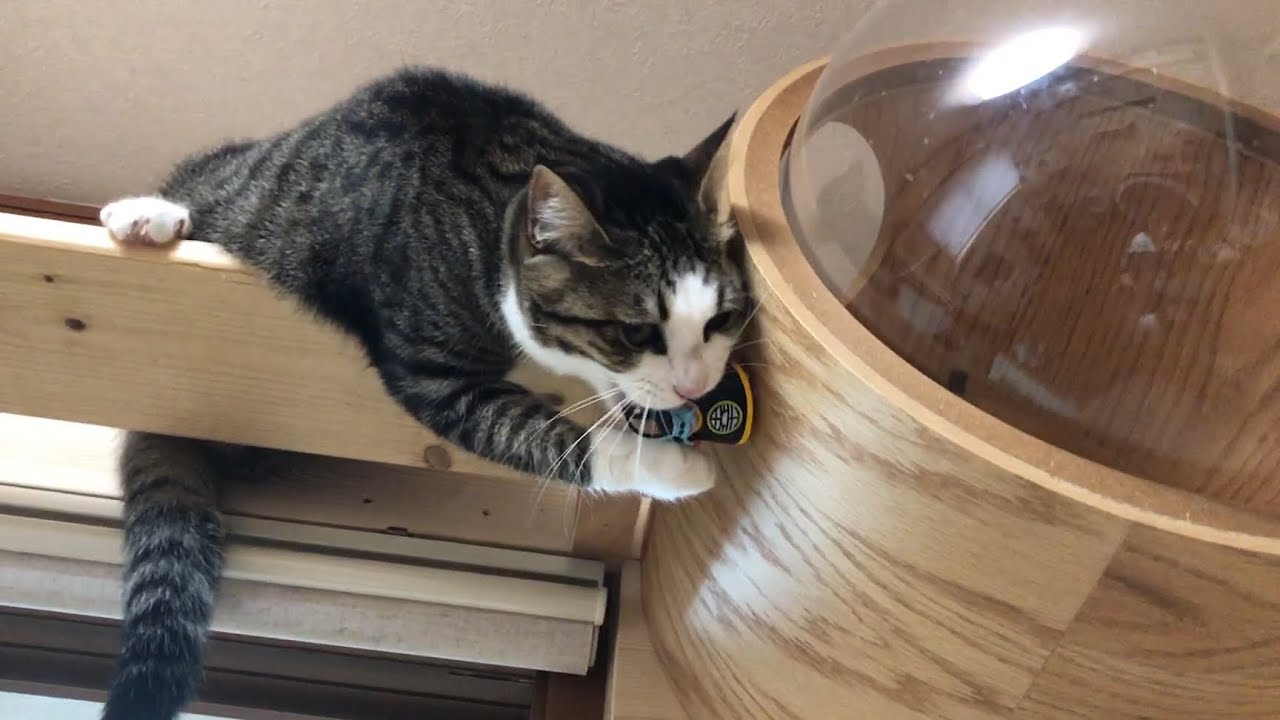 界王さまに襲いかかる猫 Youtube