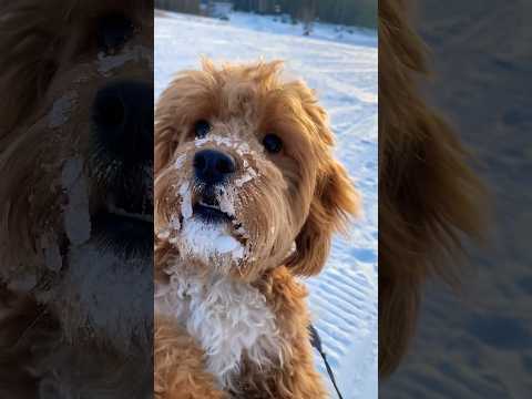 Снежная Мордочка Dogshorts Cavapoolife КавапуYummy Собака ЛучшиедрузьяVideoshort Cavapoo