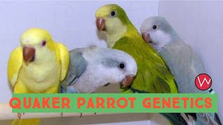 Quaker Parrot Genetics  Breeding Combinations