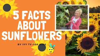 5 FACTS ABOUT SUNFLOWERS - IVY TV FOR KIDS