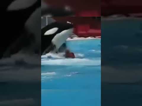لحضة اكل حوت الاوركا المدربة جيسيكا عندما يغضب الحوت القاتل شاهد ماذا فعل  