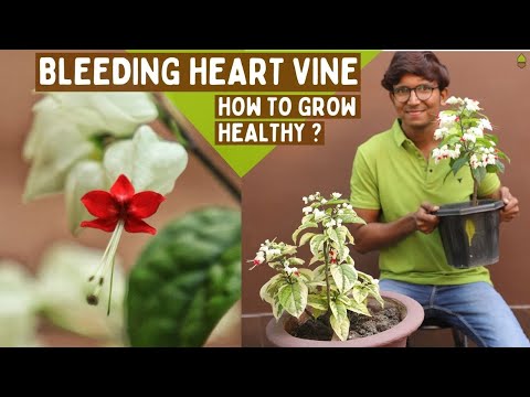 Bleeding Heart Vine Plant Care -- Watering Explained -- Clerodendrum