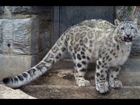 可愛い 幻の動物 ユキヒョウ の生態 かわいすぎる赤ちゃん画像も Youtube