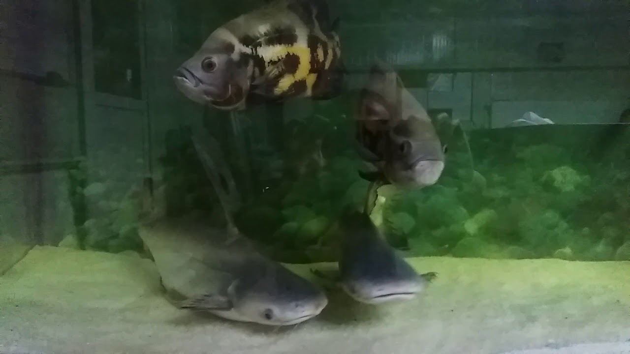 Köpek balığı saldirisi - YouTube