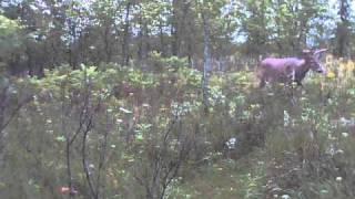 ETS 8.5 Point Buck