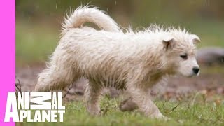 Playtime with Dad Equals Soggy Samoyeds | Too Cute!