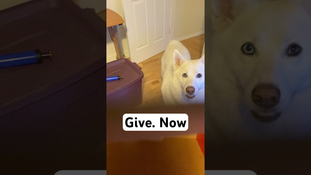 My dog’s best present comes everyday #husky #shorts