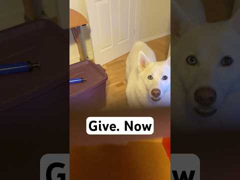 My dog’s best present comes everyday #husky #shorts