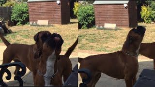 Coco and Charlie barking/howling! 😂🥰 by Goody Two Shoes 298 views 1 year ago 1 minute, 43 seconds