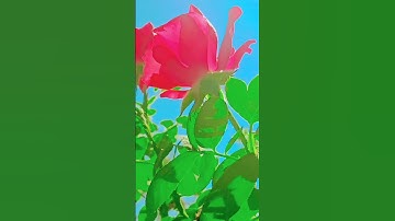 القرآن الكريم رفيق لروح #راحه نفسيه. 🌺🌷😌.