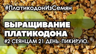 картинка: 🌺 #2 Сеянцам платикодона 21 день. Пикирую. | Платикодон. Выращивание из семян