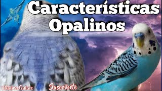 Periquitos Opalinos  Conócelos