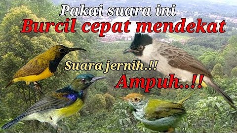 Suara Pikat Burcil Paling Jernih Dijamin Ampuh