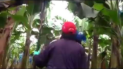 Quy trình thu hoạch chuối tiên tiến trên thế giới online video cutter com