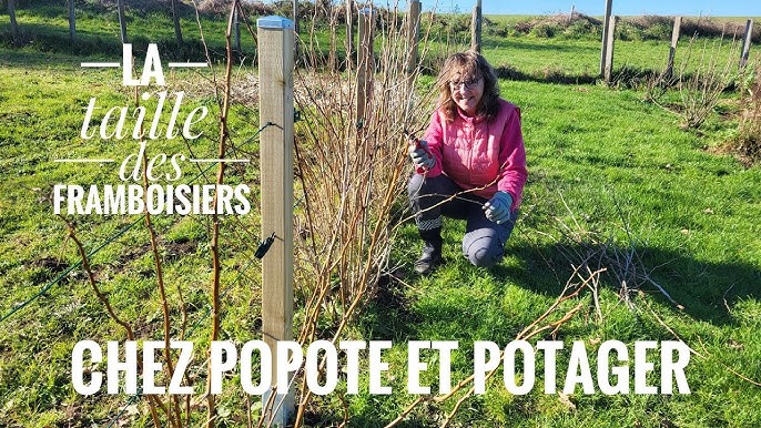 Guide étape par étape pour réussir la plantation de framboisiers