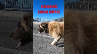Dağlarin Aslani Duman Ş I Çobanköpeği Ürkçobanköpegi