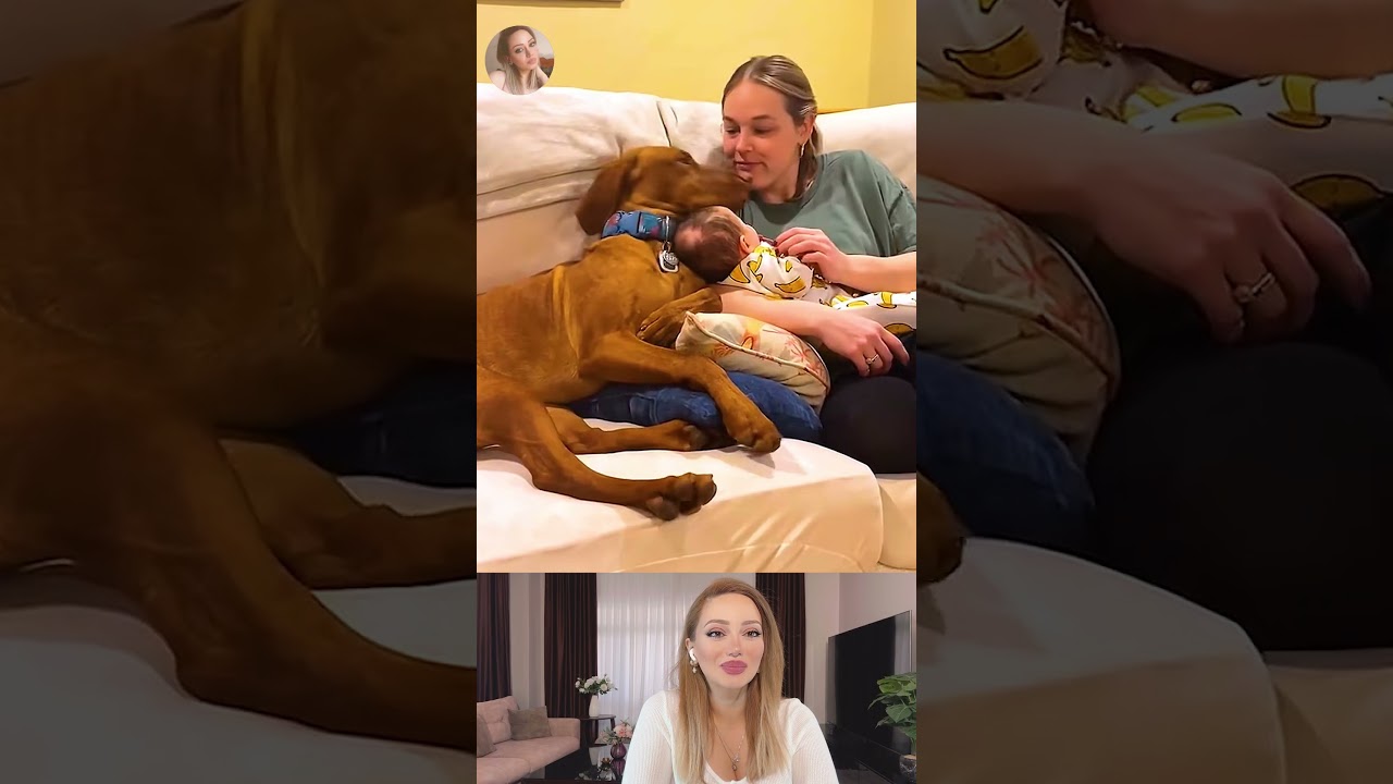 Funny Animal Videos 2025 | Dogs Love Babies | Funny Dog Videos