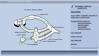 nodurile nervoase simpatice ale vederii