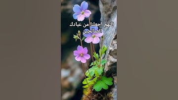 اللهم اجعلنا من الصالحين #تلاوات #القرآن_الكريم #قرآن #quran #المنشاوي #تلاوة_خاشعة #تلاوة_هادئة