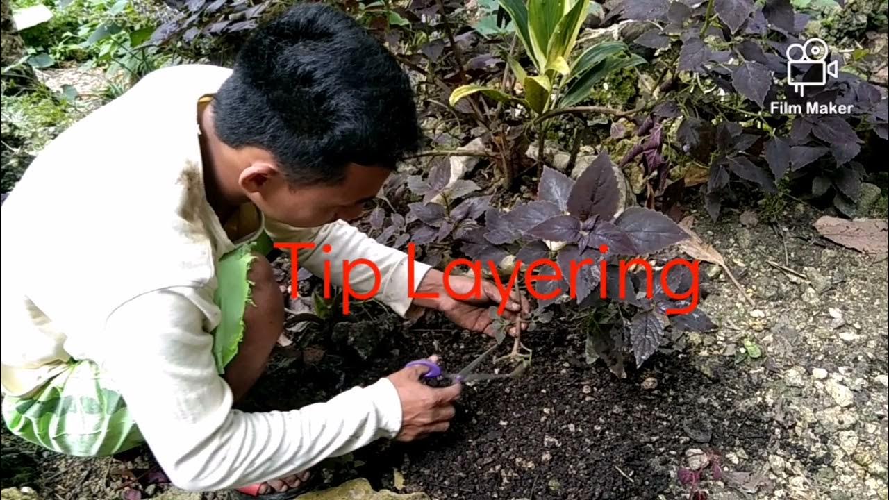 Tip Layering and Simple Layering YouTube