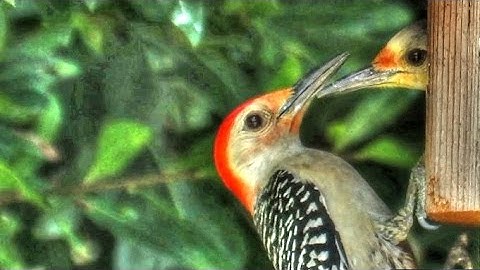 Red Bellied Woodpecker Pecking in Nest Box
