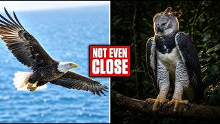 Match Highlights Bald Eagle vs Harpy Eagle | Why This Comparison Makes No Sense