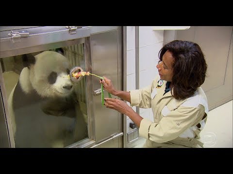 Vídeo: O Parque De Pandas Gigantes Da China é Enorme