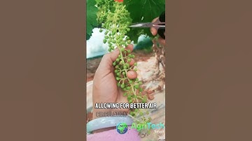 Mastering Grape Cluster Thinning