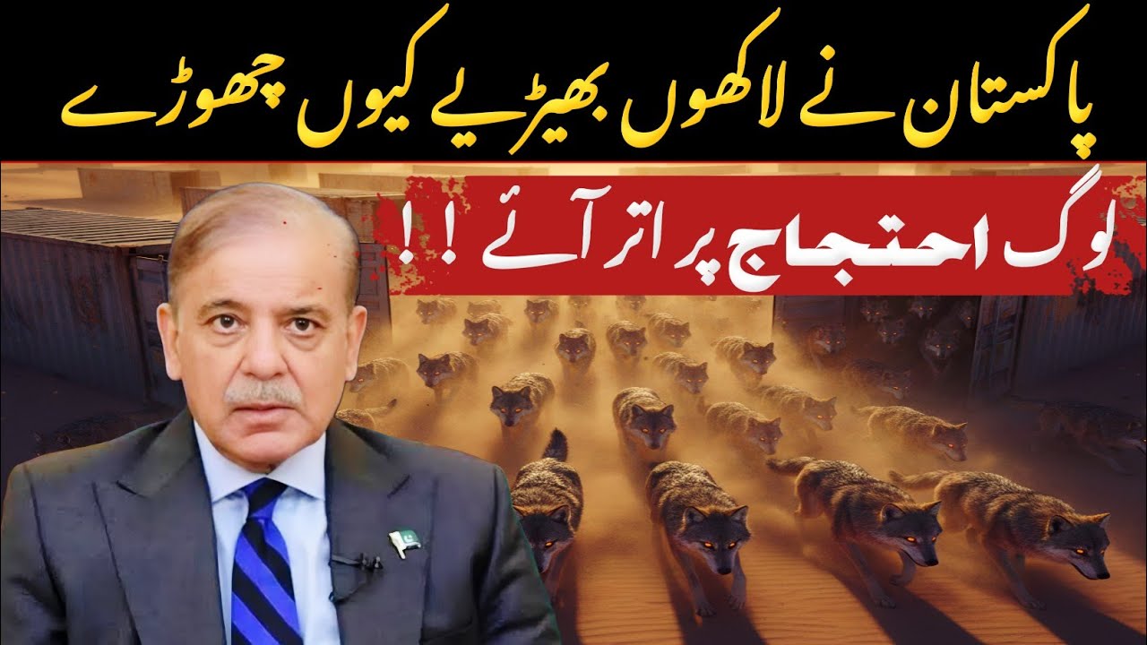 Why Pakistan Releasing Millions of Wolves in Plane Areas