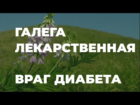 Галега лекарственная или козлятник. Против диабета и другие полезные свойства / Захар Травник