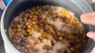 Jak Správně Probíhá Kvašení Ovocného Kvasu? Co Je Potřeba Udělat A Hlídat? Aneb Jak Na To?