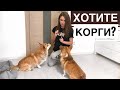 5 ПРИЧИН ЗАВЕСТИ КОРГИ!🐶 Плюсы породы КОРГИ пемброк🙌