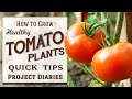 ★ How to: Grow Healthy Tomato Plants (12 Quick Tips & A Complete Step by Step Guide)