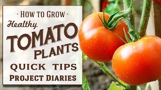 ★ How to: Grow Healthy Tomato Plants (12 Quick Tips & A Complete Step by Step Guide)