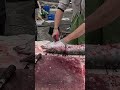 Cutting fresh barra cuda fish for Sushi! 光榮定置漁場 #fishing #freshseafood 6 MP4 4 05 30 2025 May 174860