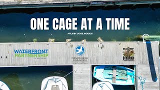 How Oyster Gardening Restores the Chesapeake Bay One Cage at a Time