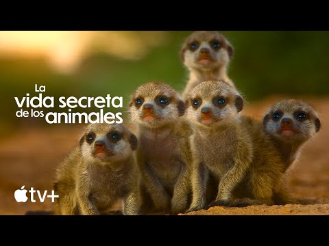 Tráiler oficial