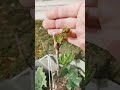 ОБЗОР ПРИВИВОК ПОСЛЕ ГРАДА!!!🍇🍇🍇 Telegram, WhatsApp, Vlber и MAX +79528500417. ТЕЛ. +79054033245.