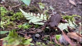 OLES1664 - 530504825