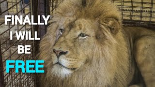 Animals being FREED for the First time | Emotional Moments!