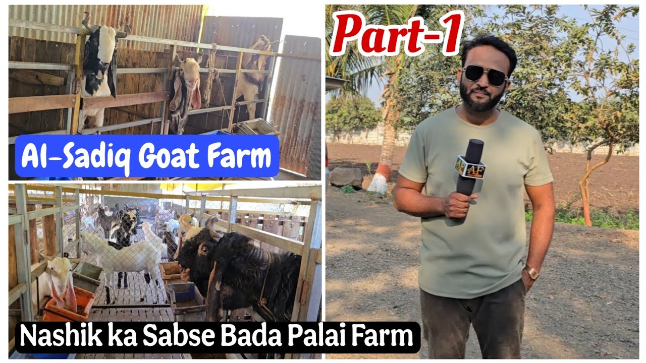 Part-1 AL-Sadiq Goat Farm Nashik ka Sabse Bada Palai Farm | Full Farm Tour 