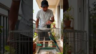 Download Lagu Cara merawat burung tengkek buto agar gacor dor MP3 Download Lagu Cara merawat burung tengkek buto agar gacor dor MP3