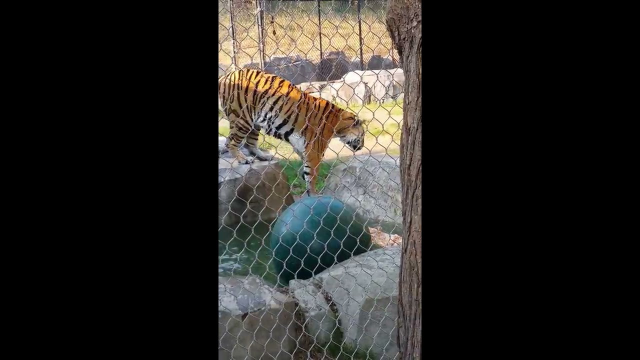 Tiger lifts large ball YouTube