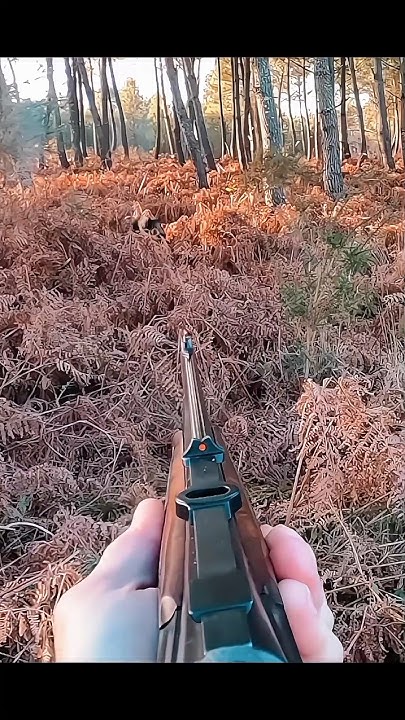 охота на кабана слишком близко #cinghiale #wildboar #hunting - YouTube
