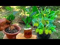A special method of growing jackfruit in aloe vera sponge to stimulate faster rooting
