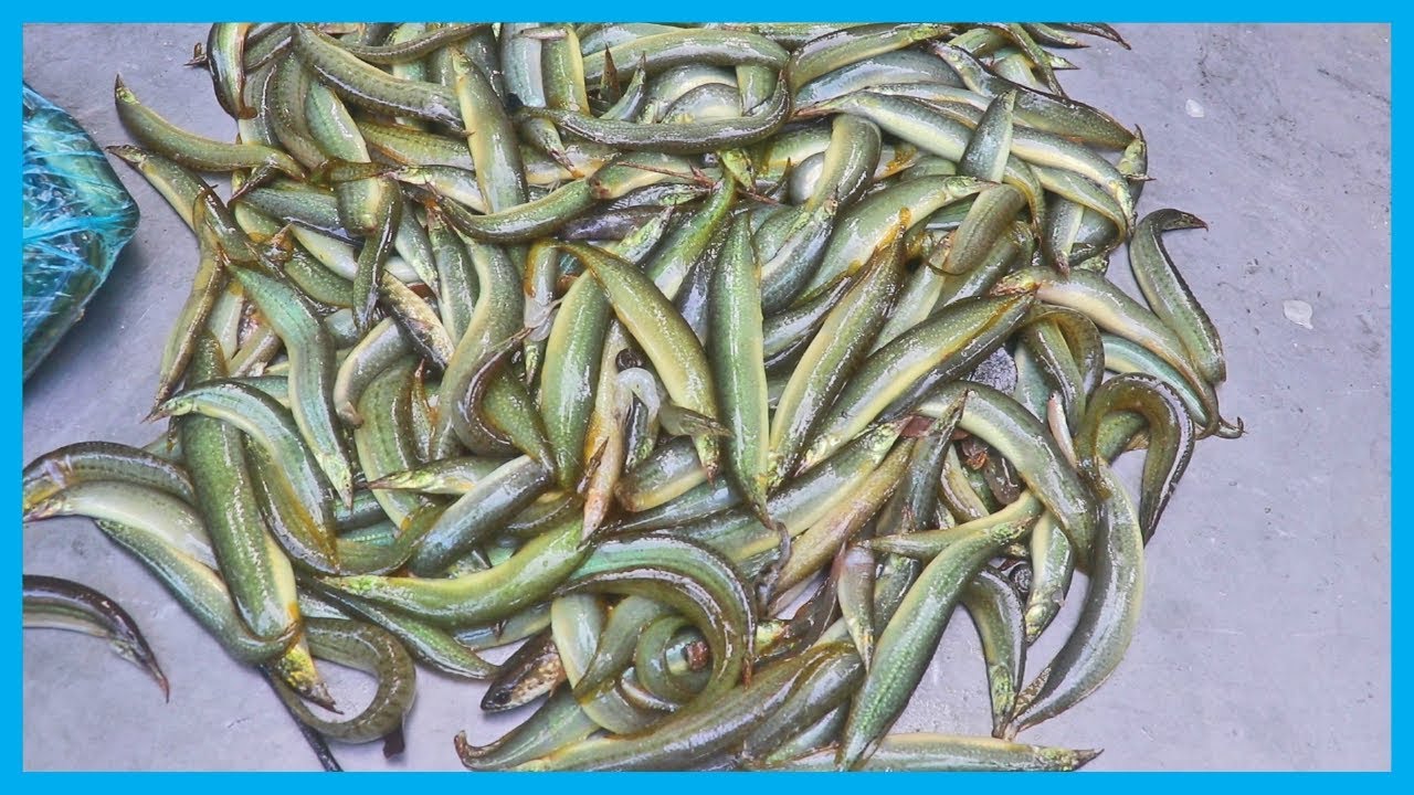 Exclusive Fresh Fish Market Near Me (Part 26) | Fish Corn ...