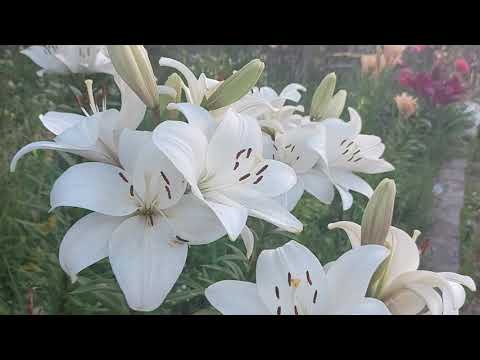 Video: Osterlilienpflege und -pflanzung - Osterlilienpflanzen im Freien anbauen